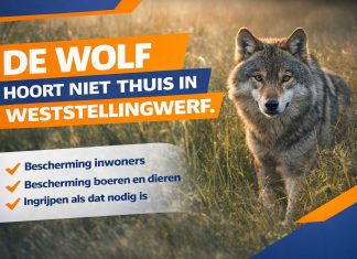 De wolf hoort niet thuis in Weststellingwerf